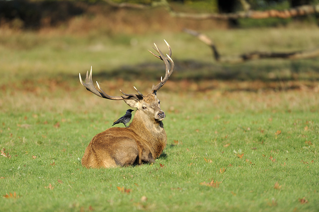 A right royal ear wigging