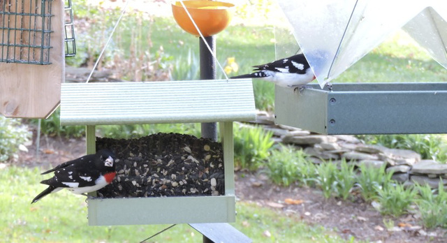 Rose-breasted Grosbeaks