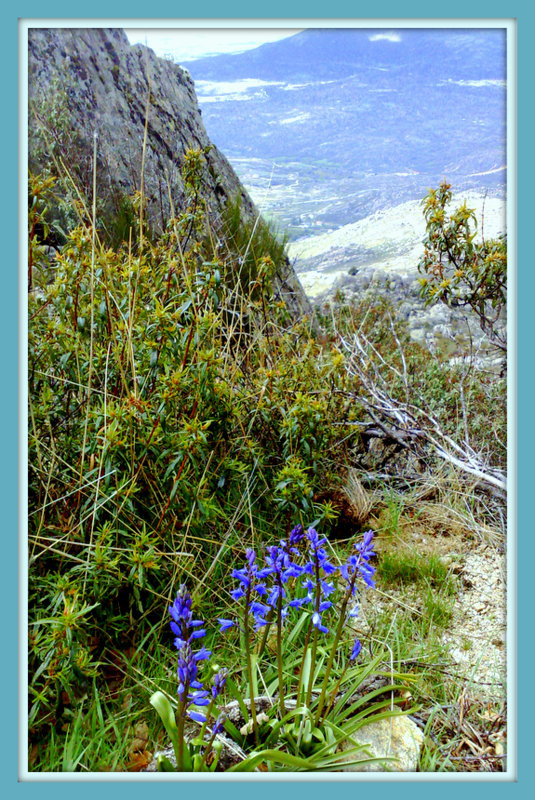 Bluebells. El Cancho Largo