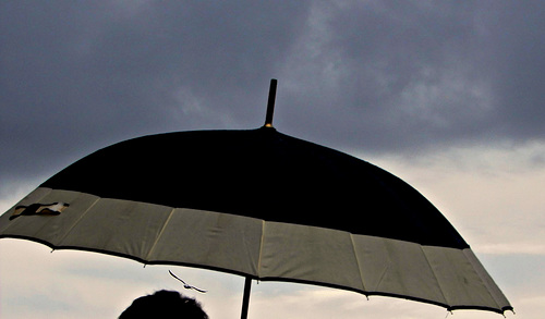 le goeland et le parapluie