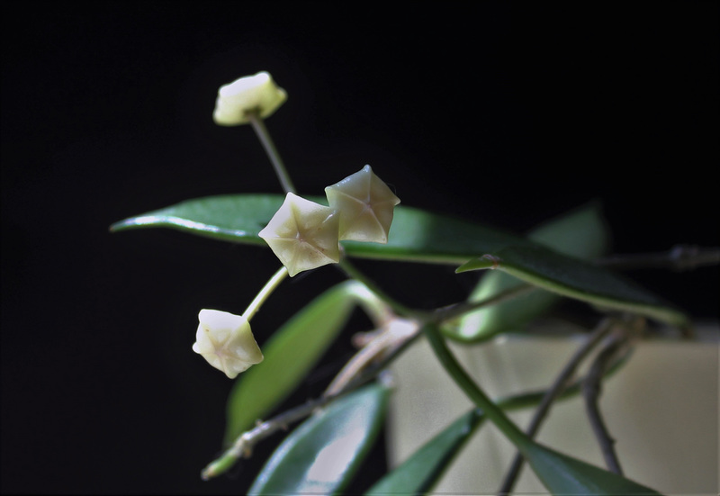 Hoya stoneana (1)