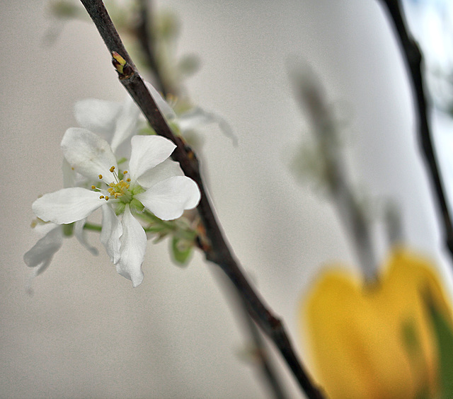 Obstbaumblüte