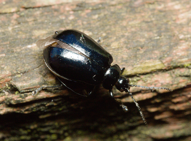 BeetleIMG 4799