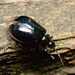 BeetleIMG 4799