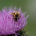 DSCF9965