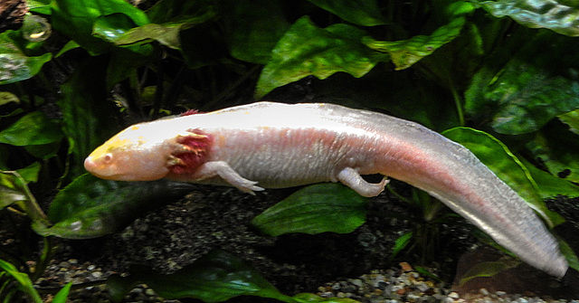 20190907 5950CPw [D~HRO] Axolotl (Ambystoma mexicanum), Zoo, Rostock
