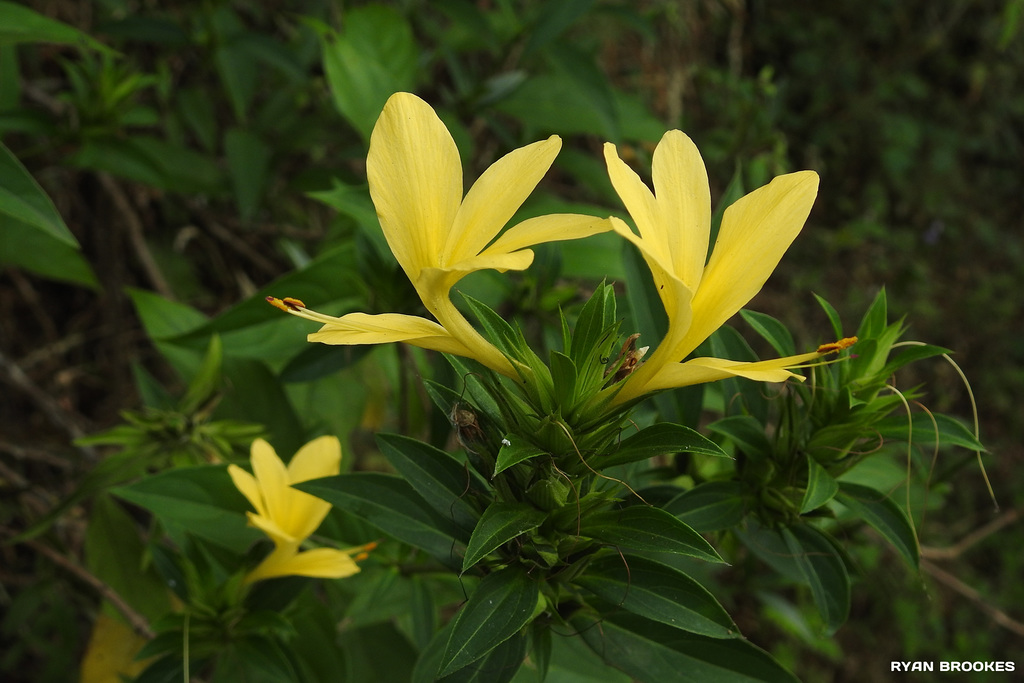 20191213-1568 Barleria cuspidata F.Heyne ex Nees