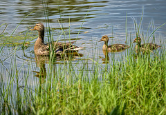 momandbabies