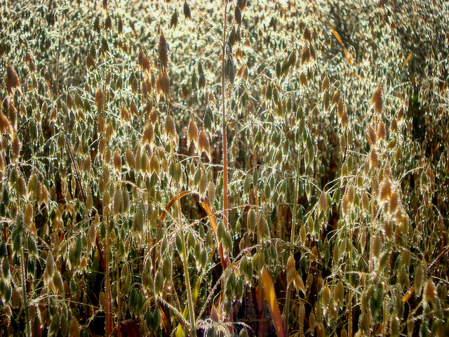 Raindrops on young oats (Please, enlarge!)