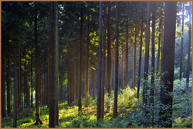 Im wald da sind die rauber