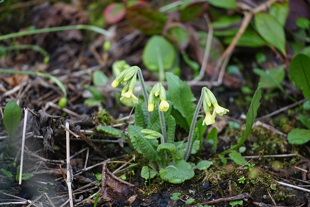 Schlüsselblume