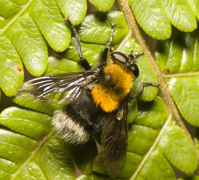 IMG 6961 Hoverflyv3