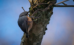 Der Kleiber (Sitta europaea) hat sich vorgestellt :)) The Nuthatch (Sitta europaea) has introduced itself :))   La Sittelle torchepot (Sitta europaea) s'est présentée :))