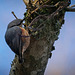 Der Kleiber (Sitta europaea) hat sich vorgestellt :)) The Nuthatch (Sitta europaea) has introduced itself :))   La Sittelle torchepot (Sitta europaea) s'est présentée :))