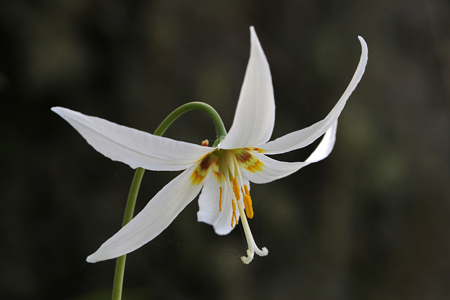 Fawn Lily