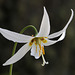 Fawn Lily