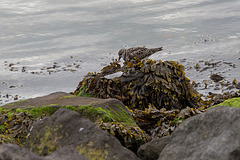 20140907 4798VRAw [NL] Steinwälzer (Arenaria interpres), Terschelling