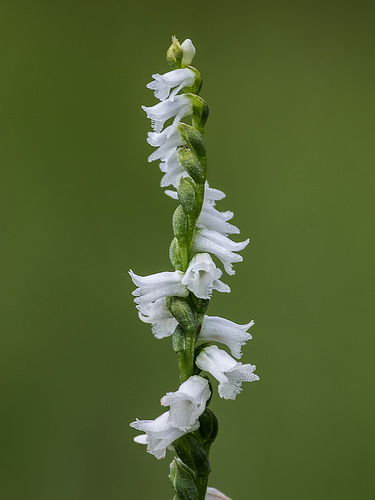 Spiranthes tuberosa (Little Ladies'-tresses orchid)