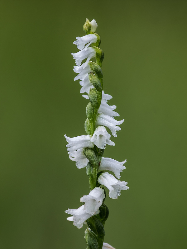 Spiranthes tuberosa (Little Ladies'-tresses orchid)