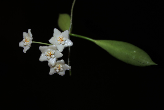 Hoya stoneana (2)