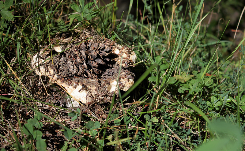 Clitocybe- champignon d'automne