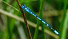 20180617 4062CPw [D~MI] Libelle, Großes Torfmoor, Hille