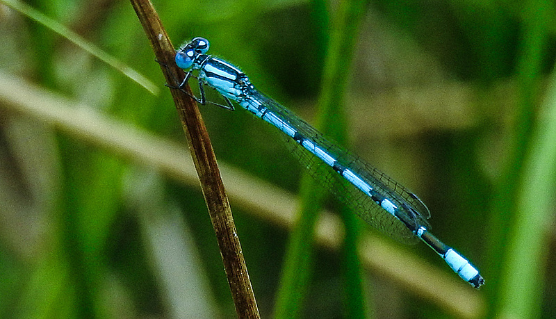 20180617 4062CPw [D~MI] Libelle, Großes Torfmoor, Hille