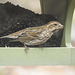 Purple Finch female