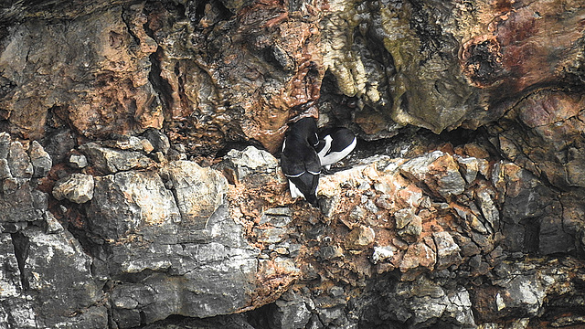 20190614 5278CPw [R~GB] Tordalk, Castlemartin Range, Wales