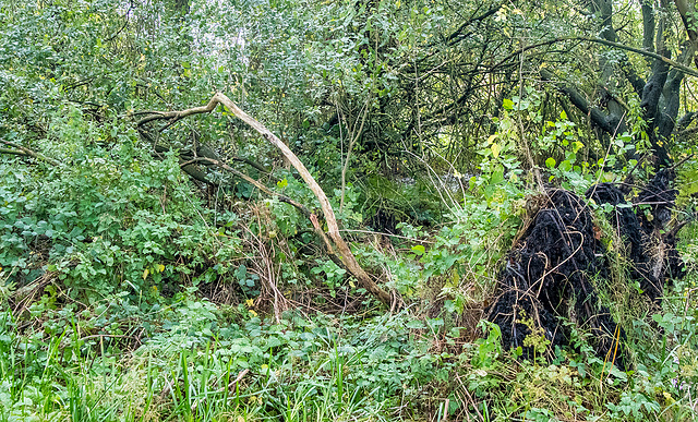 Fallen tree2