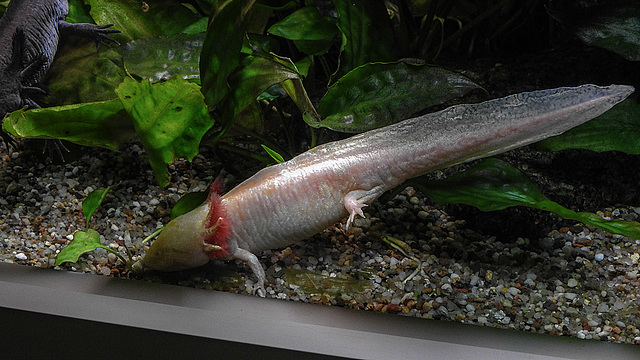 20190907 5951CPw [D~HRO] Axolotl (Ambystoma mexicanum), Zoo, Rostock