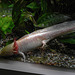 20190907 5951CPw [D~HRO] Axolotl (Ambystoma mexicanum), Zoo, Rostock