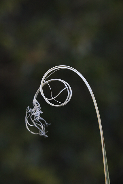 Foothills Bear Grass