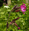 20210609 0696CPw [D~LIP] Blume, UWZ, Bad Salzuflen