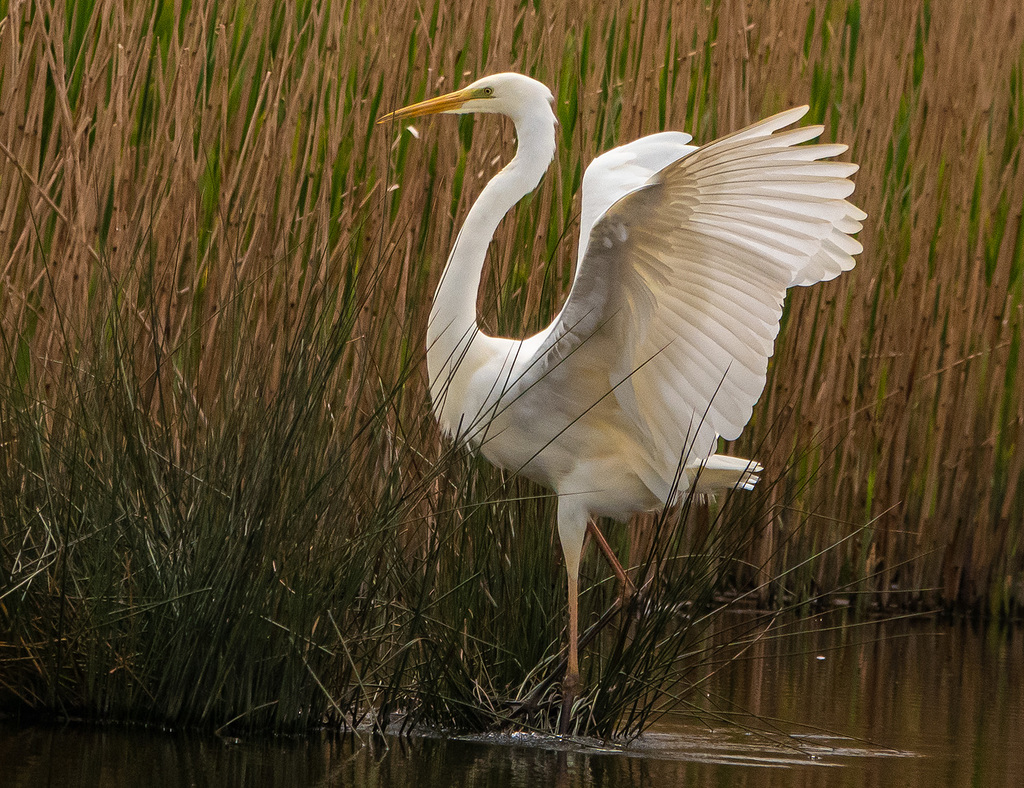 Great white egret