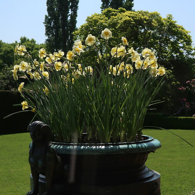 Bronze urn with narcissi