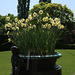 Bronze urn with narcissi