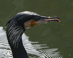Kormoran