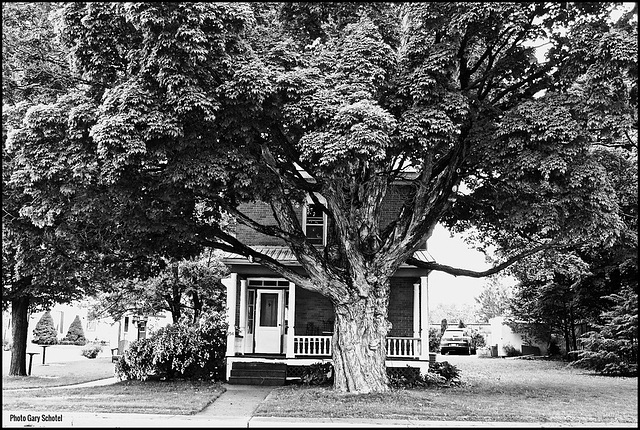 Why shouldn’t you go near big trees? They’re really shady. Why shouldn’t you go near big trees? They’re really shady.