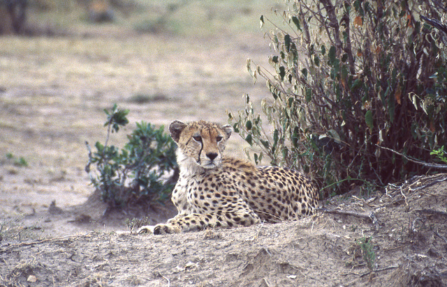 Cheetah in Samburu