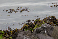 20140907 4797VRAw [NL] Steinwälzer (Arenaria interpres), Terschelling