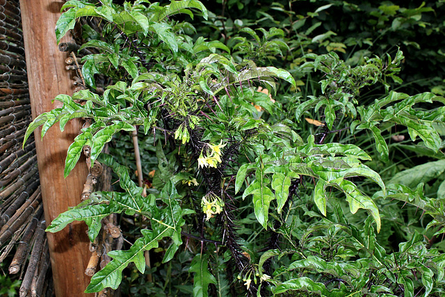 Solanum atropurpureum