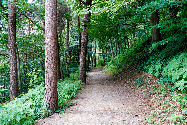 -waldweg-01261-co-31-07-16