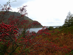 Autumn in Ennerdale, Lake District