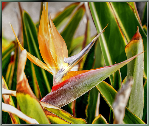 La Palma, Strelizie. ©UdoSm