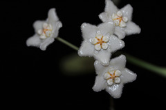 Hoya stoneana (3)