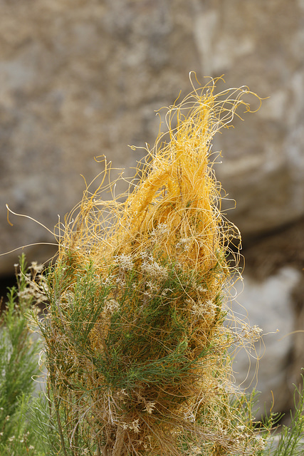 Desert Dodder