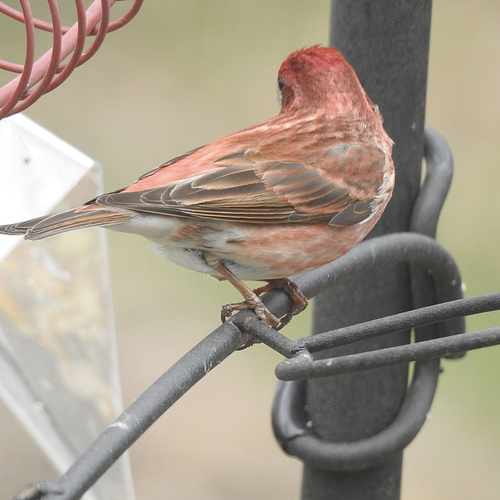 Purple Finch