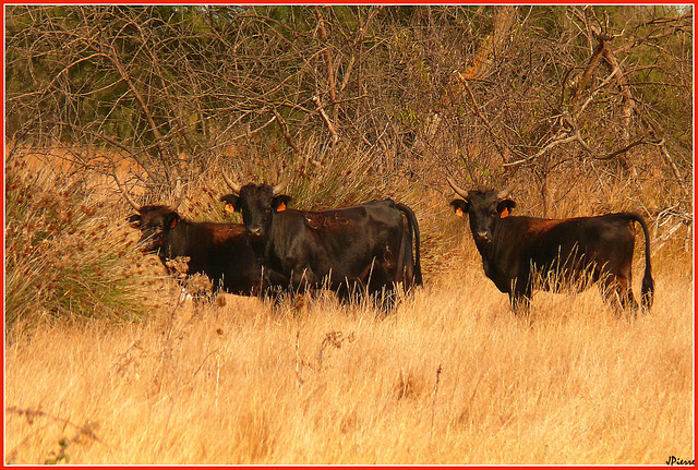 Camargue