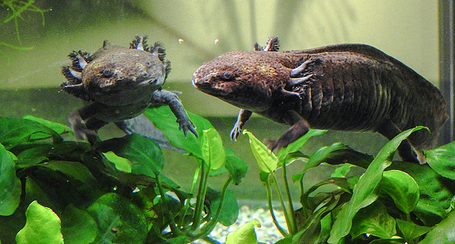 20190907 5952CPw [D~HRO] Axolotl (Ambystoma mexicanum), Zoo, Rostock